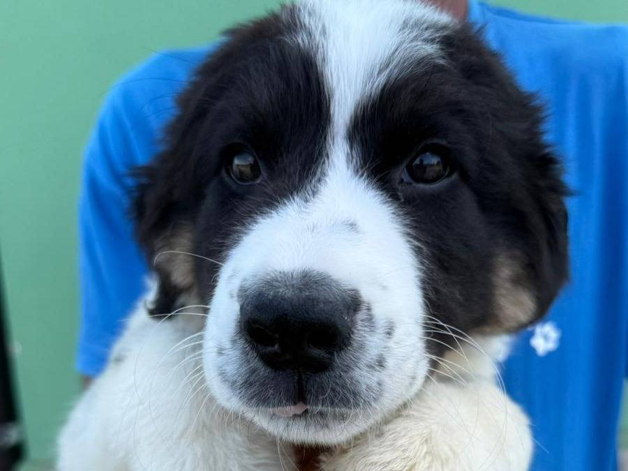 Adotta un cane, maschio, 3 mesi, Matera