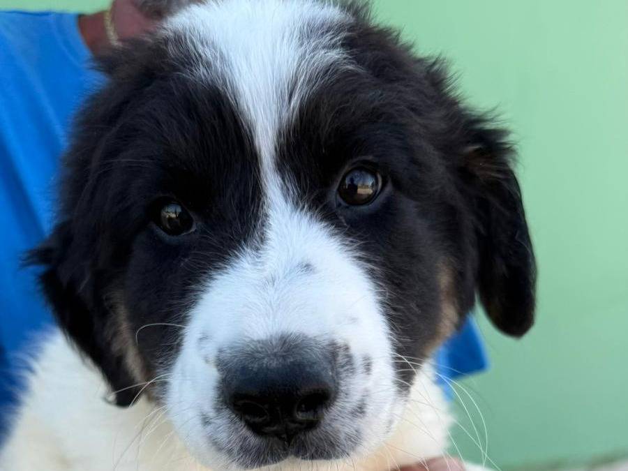 Vuoi adottare un cane a Matera?