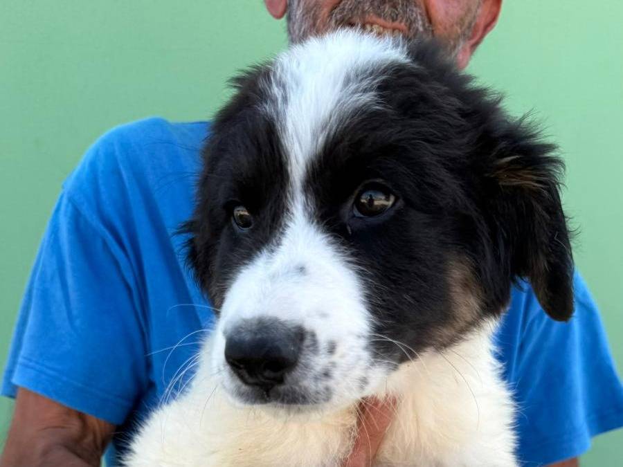Adotta il cane Nathan a Matera