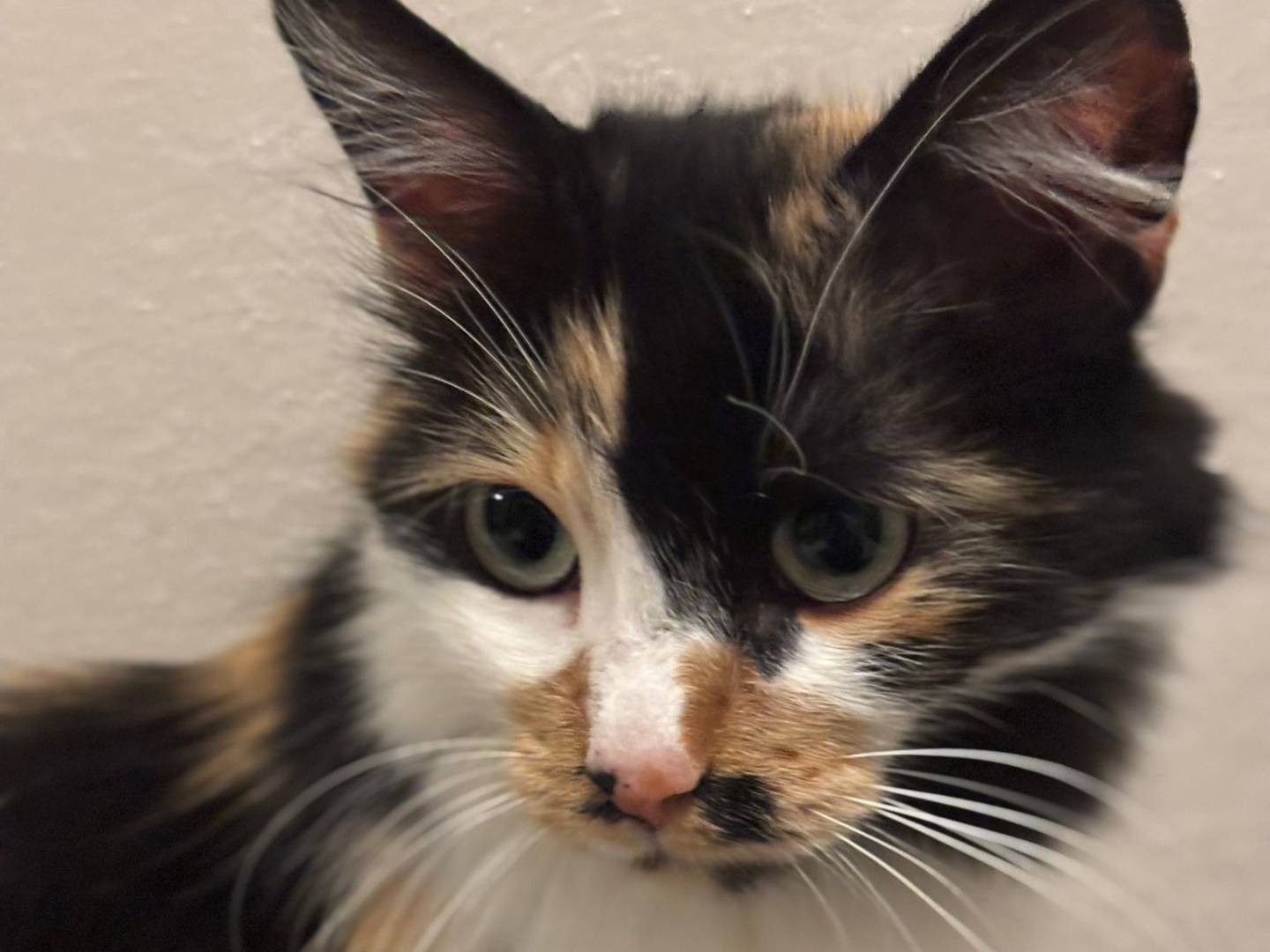 Adozione gatto, femmina, Razza sconosciuta Razza sconosciuta, 6 anni e 3 mesi, taglia non valida, Torino