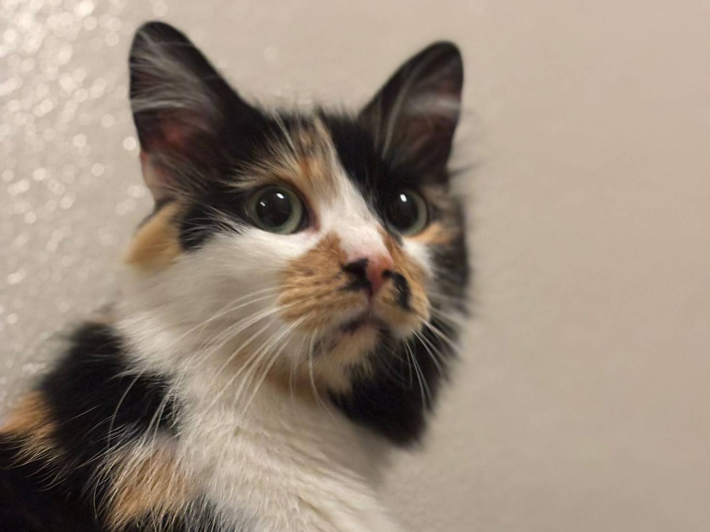 Adotta un gatto, femmina, 6 anni e 3 mesi, Torino