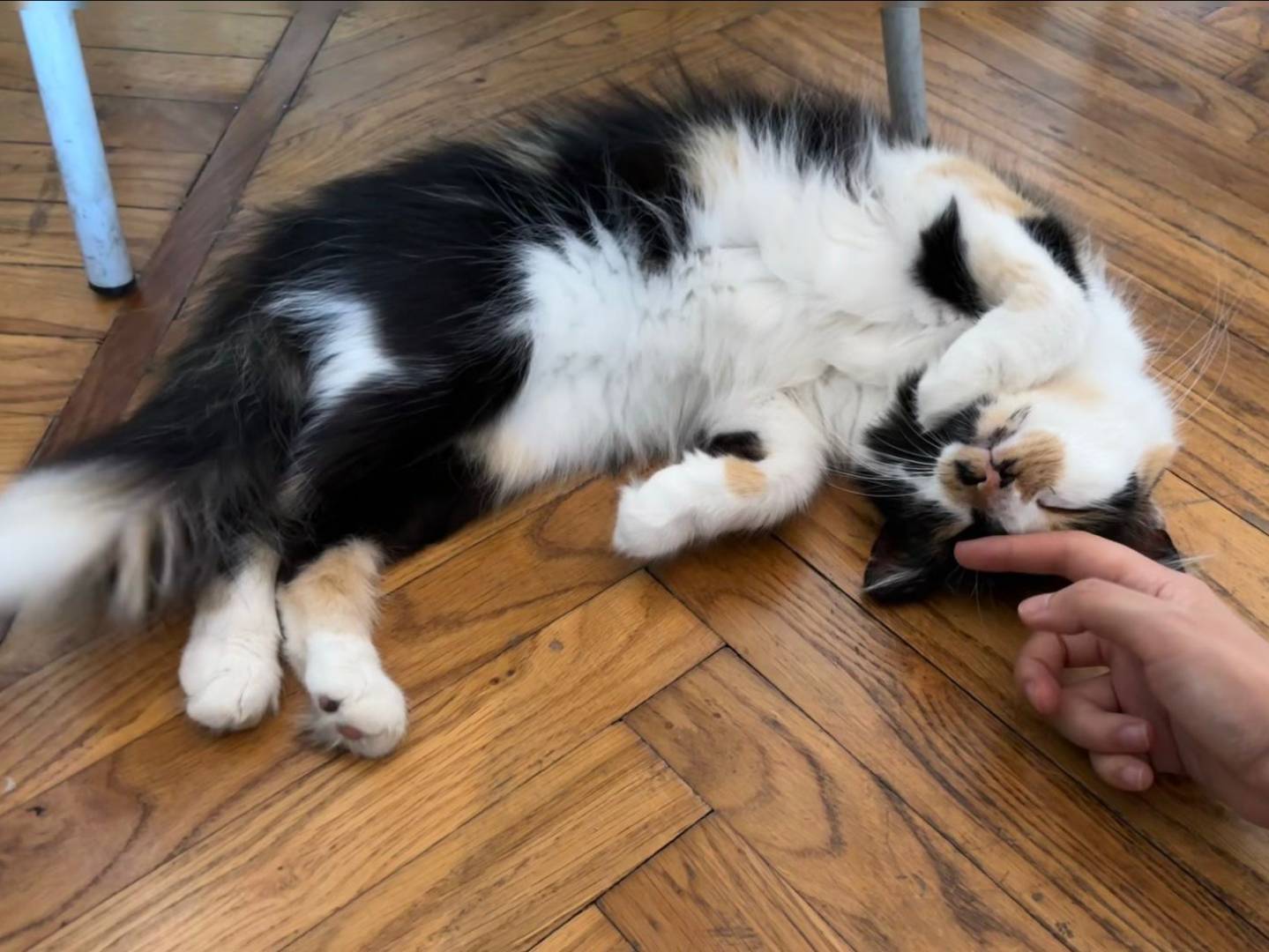Adotta un gatto, taglia non valida, femmina, Torino