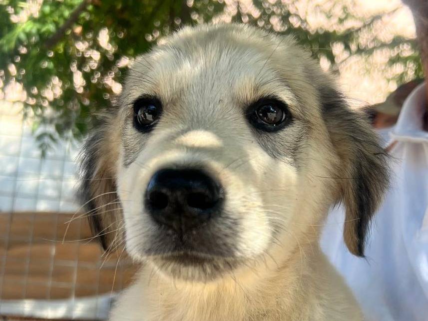 Adozione cane, femmina, Razza sconosciuta Razza sconosciuta, 3 mesi, taglia media, Crotone