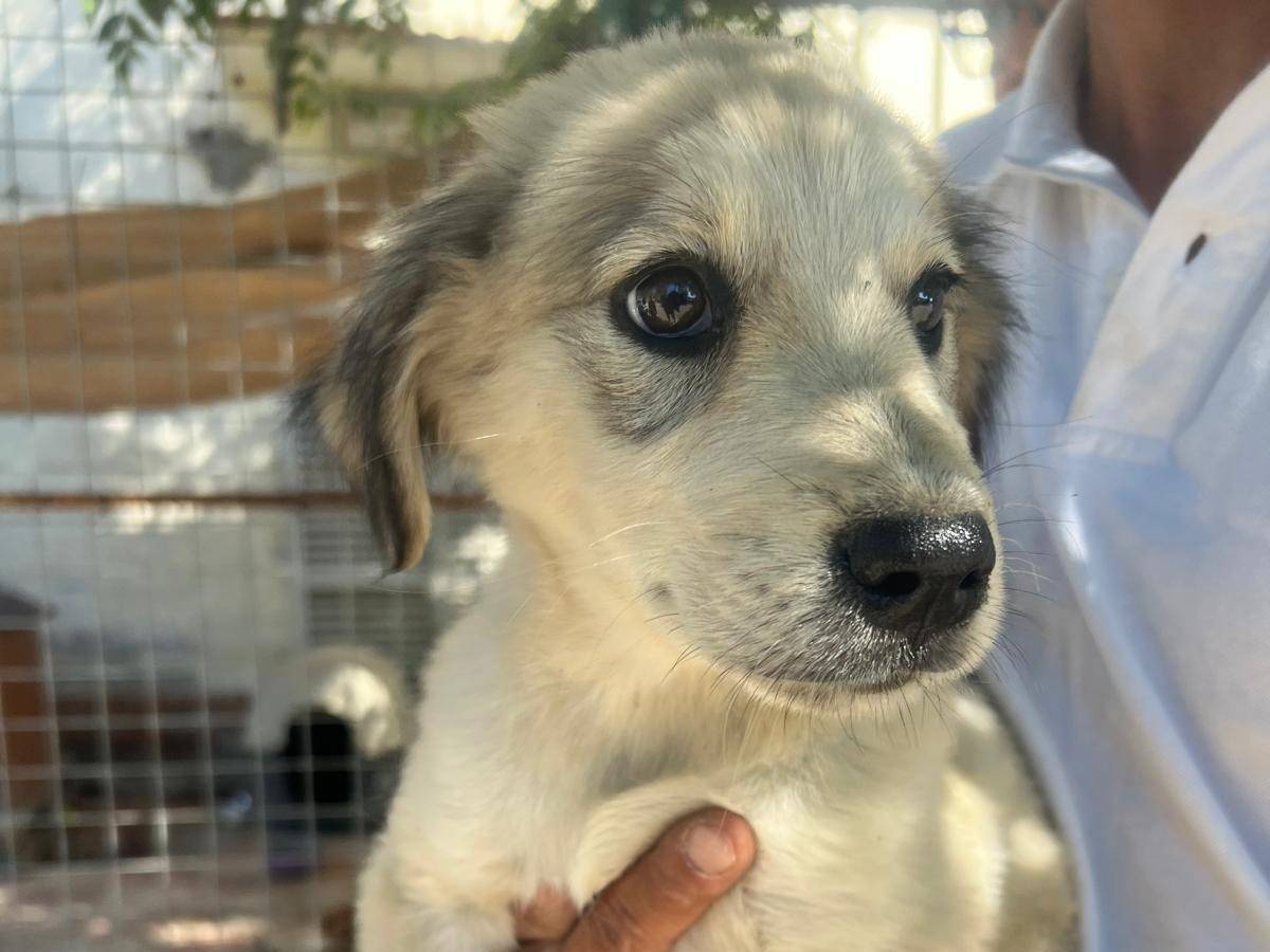 Adotta un cane, femmina, 3 mesi, Crotone
