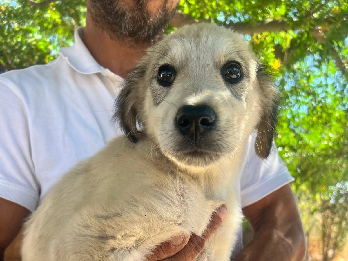 Adotta un cane, taglia media, femmina, Crotone
