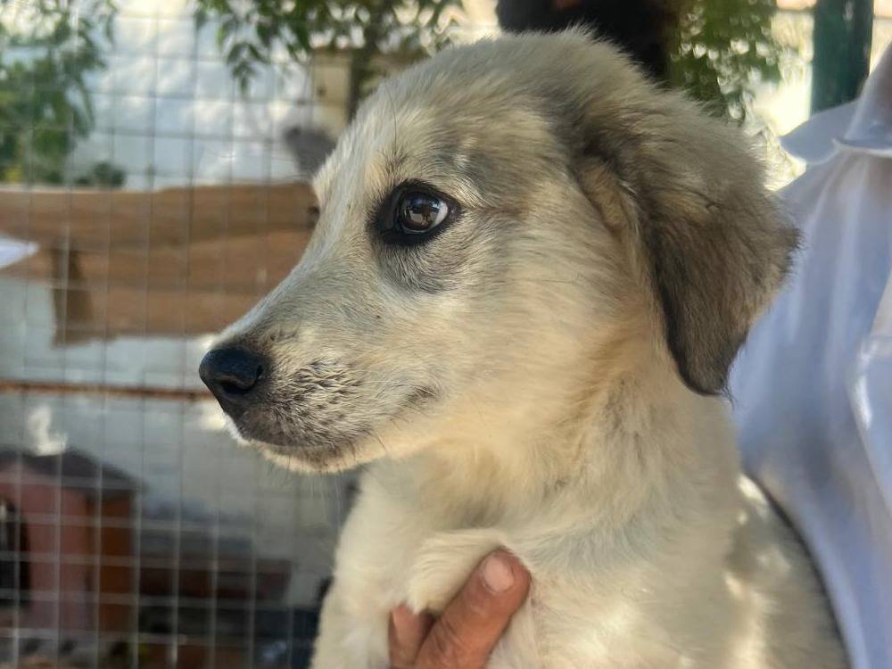 Vuoi adottare un cane a Crotone?