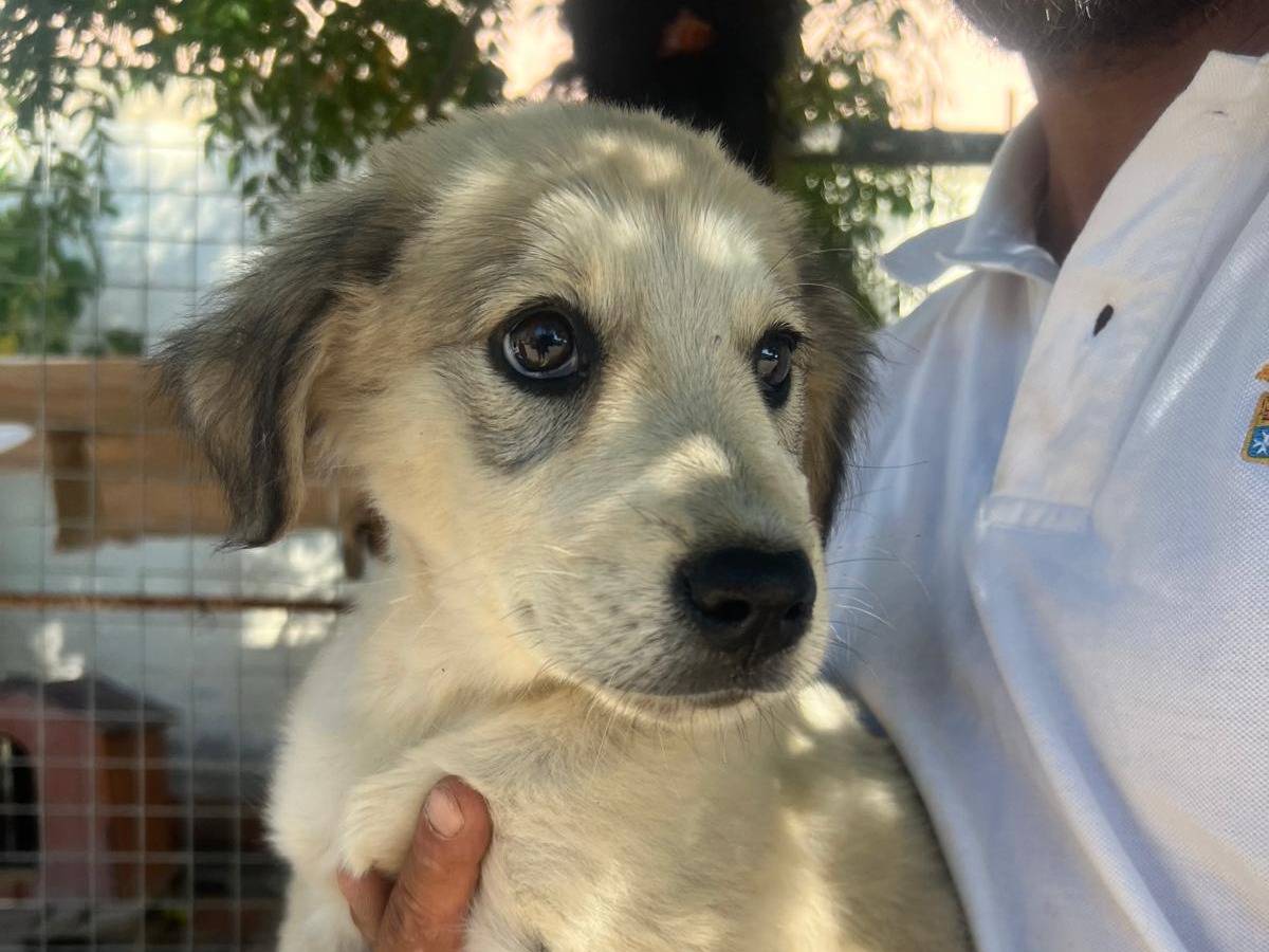 Adotta il cane CINDY  a Crotone
