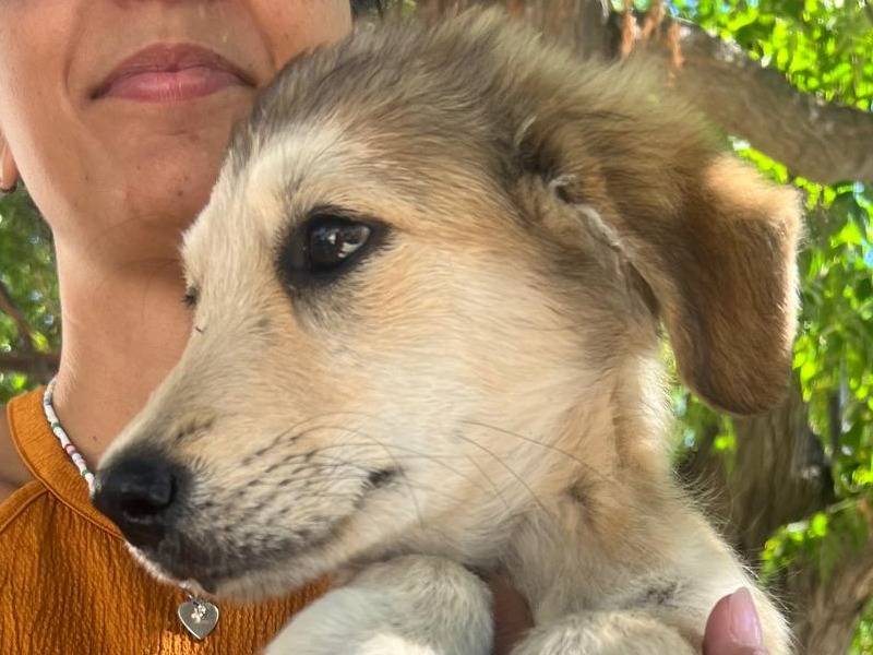 Vuoi adottare un cane a Crotone?