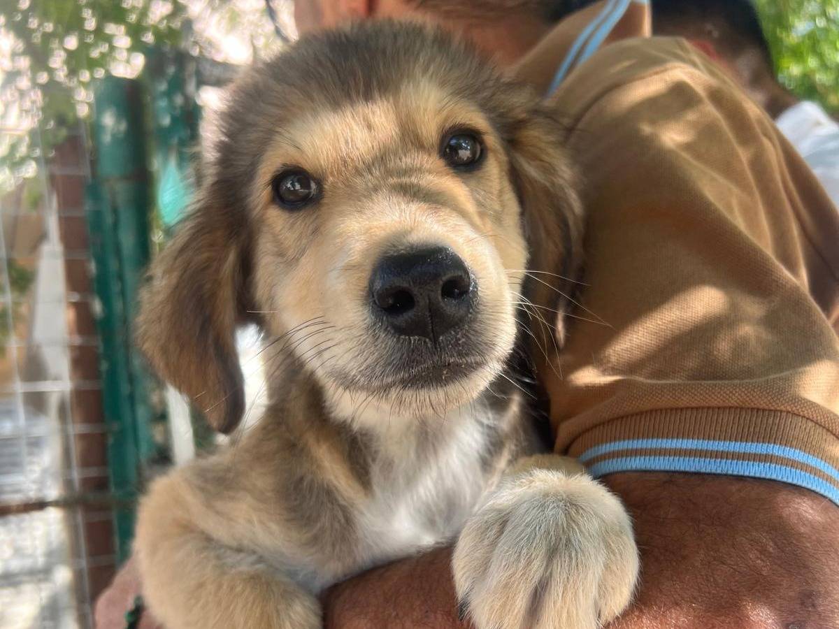 Vuoi adottare un cane a Crotone?