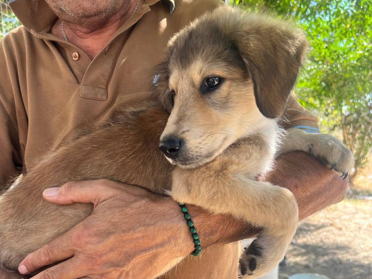Adotta il cane HERCULES  a Crotone