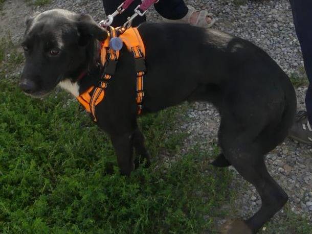 Adotta un cane, femmina, 1 anno e 10 mesi, Milano