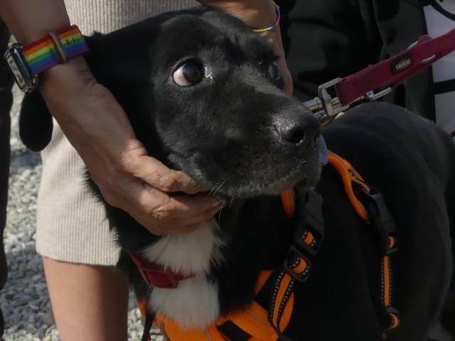 Adozione cane, femmina, Razza sconosciuta Razza sconosciuta, 1 anno e 10 mesi, taglia media, Milano