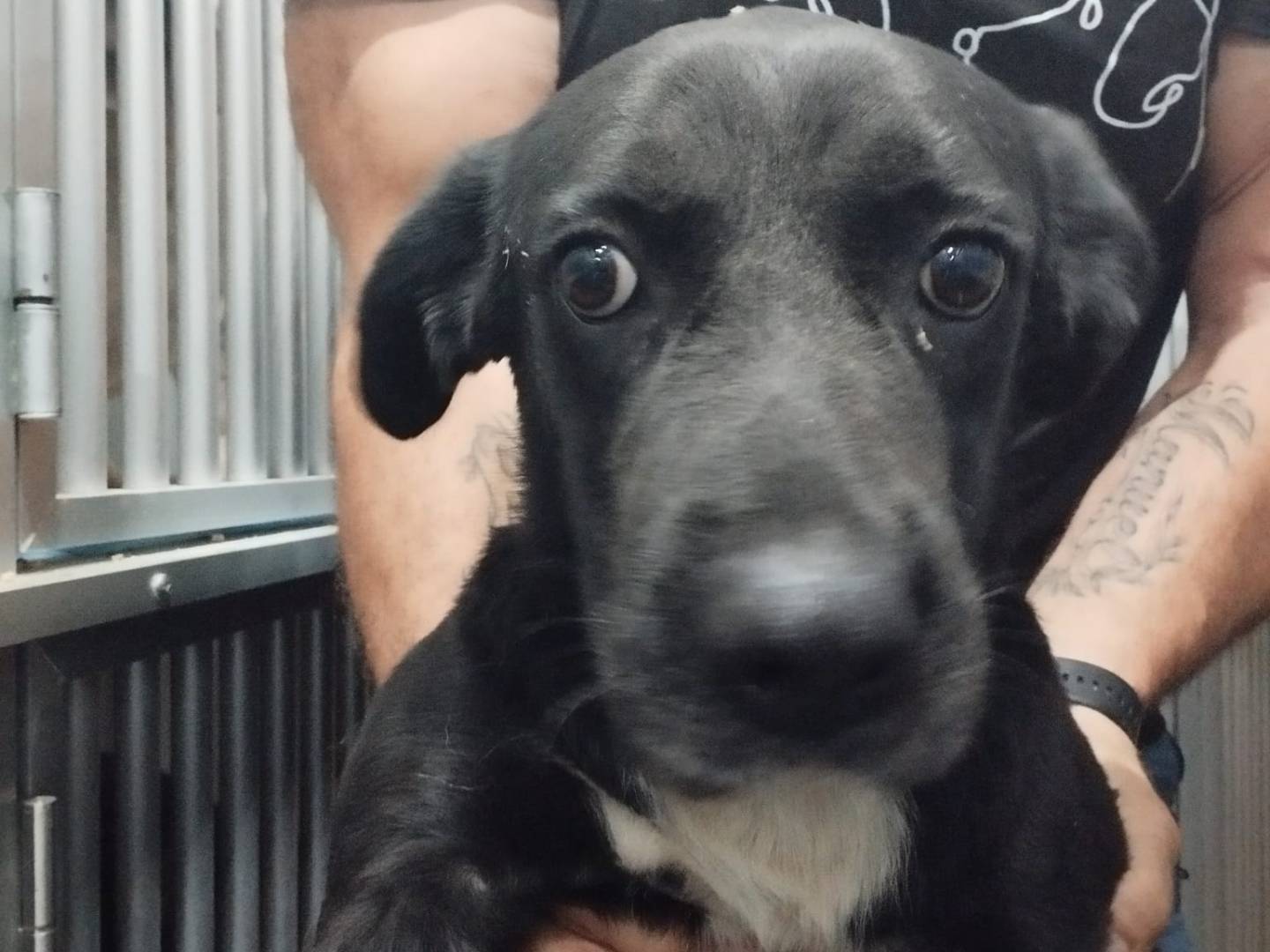 Adotta un cane, taglia media, femmina, Milano