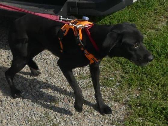 Vuoi adottare un cane a Milano?