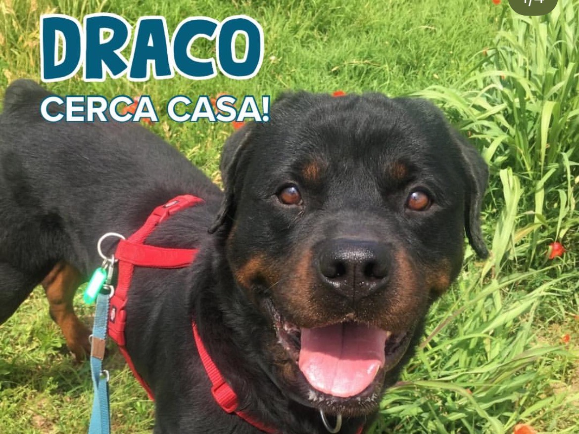 Adozione cane, maschio, Rottweiler Razza sconosciuta, 10 anni, taglia gigante, Milano