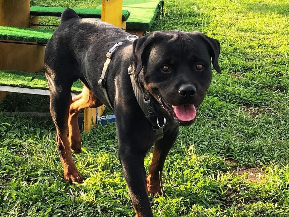 Adotta un cane, maschio, 10 anni, Milano