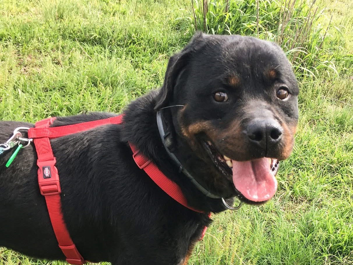 Adotta un cane, taglia gigante, maschio, Milano