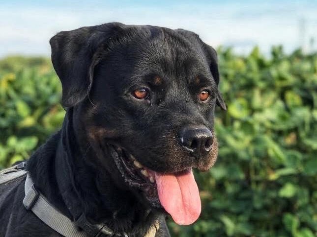 Vuoi adottare un cane a Milano?