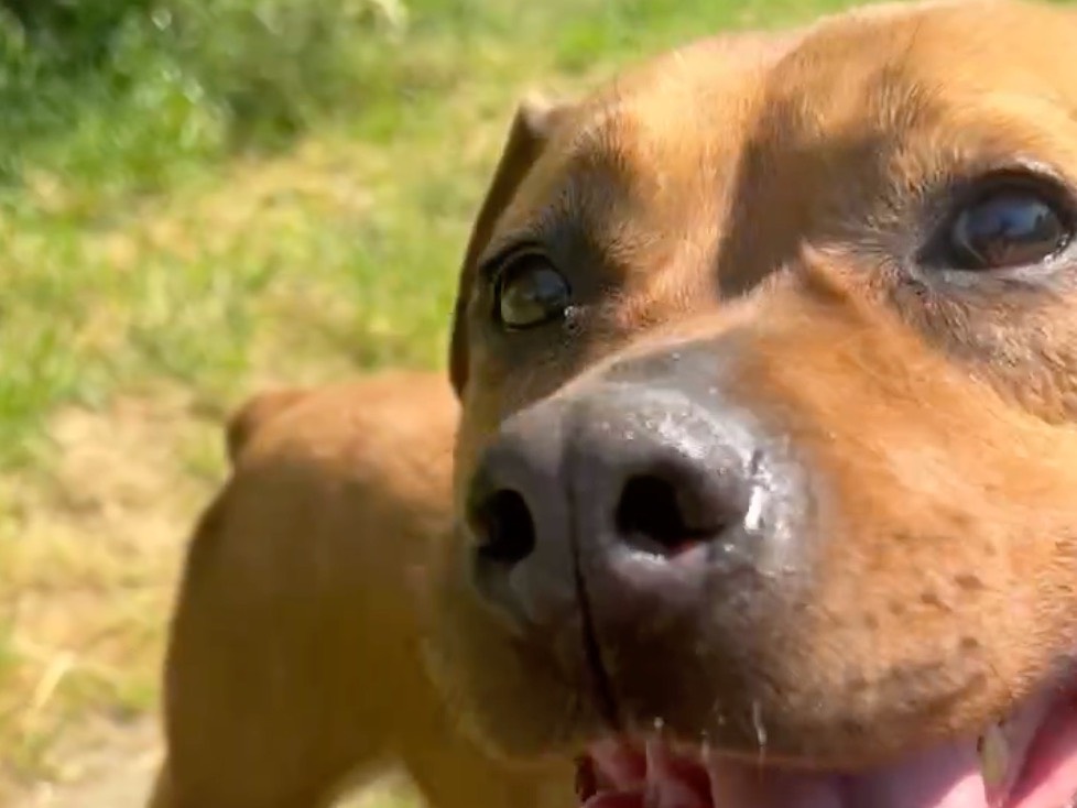 Adotta un cane, femmina, 11 anni, Milano