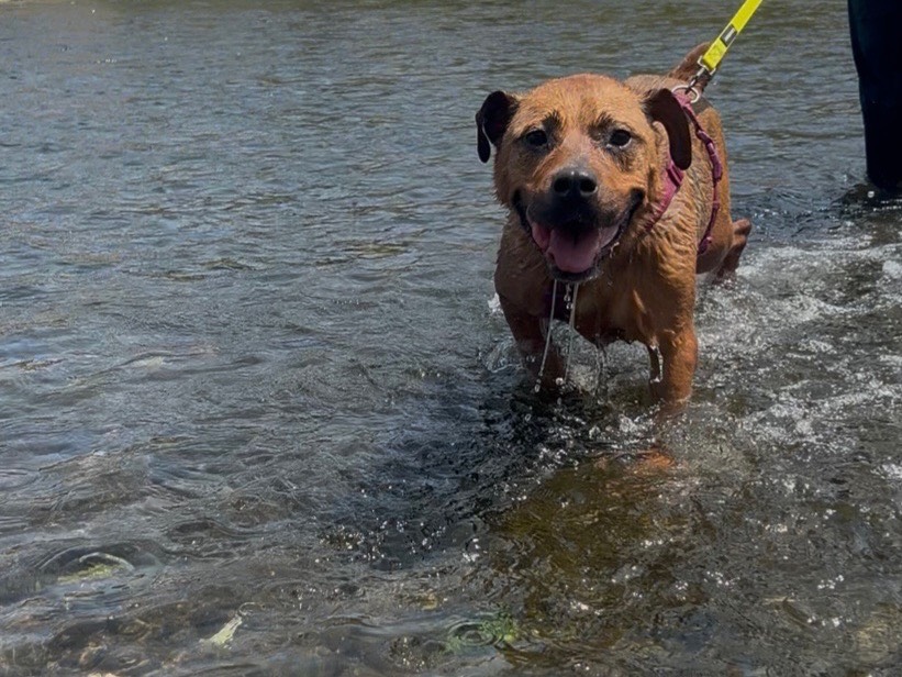 Adotta un cane, taglia grande, femmina, Milano