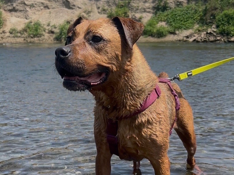 Vuoi adottare un cane a Milano?