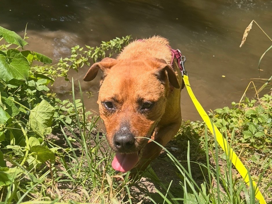 Adotta il cane Zara  a Milano