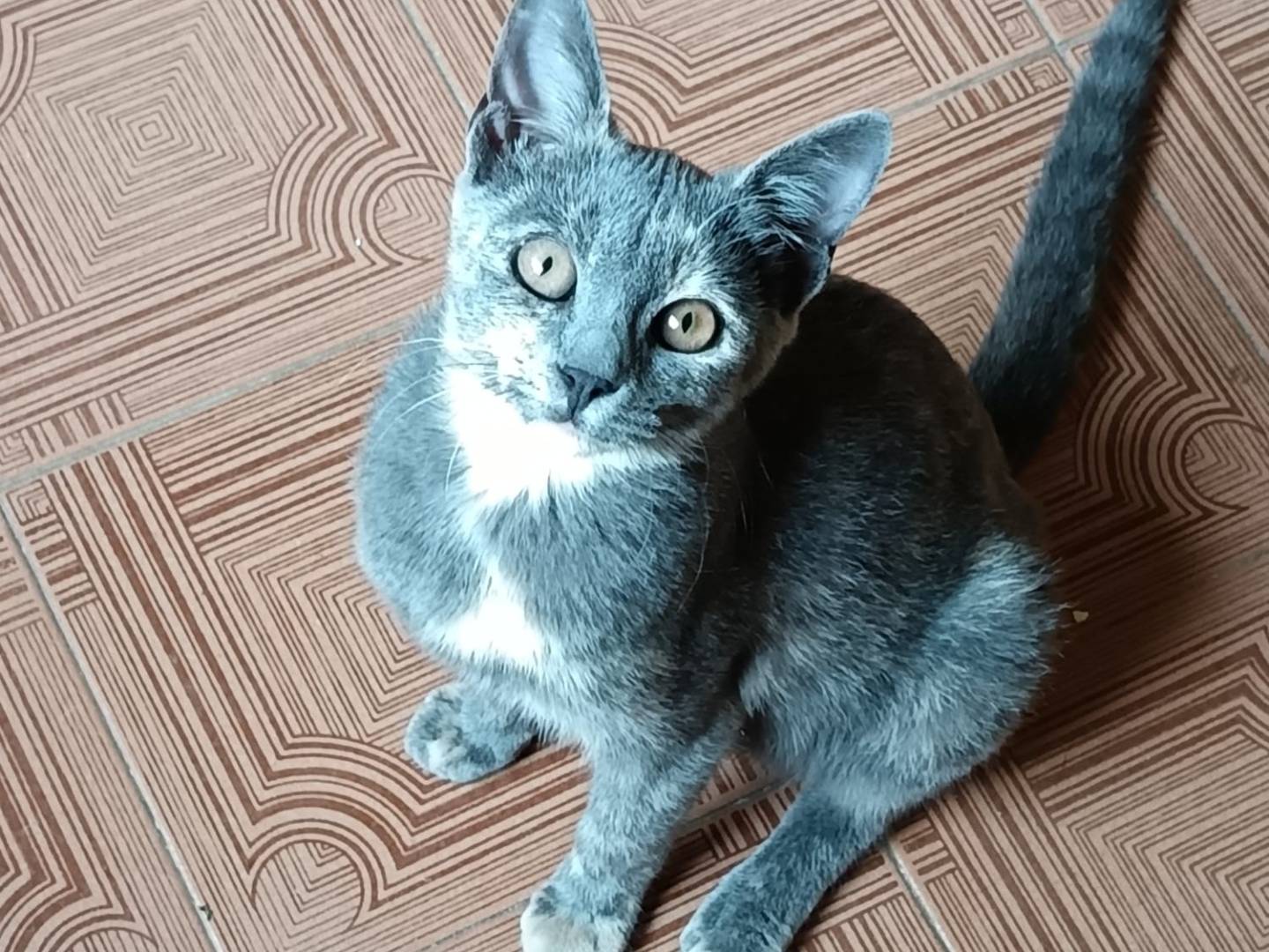 Adozione gatto, femmina, Razza sconosciuta Razza sconosciuta, 2 mesi, taglia non valida, Verona