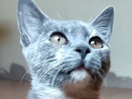 Adotta un gatto, femmina, 2 mesi, Verona