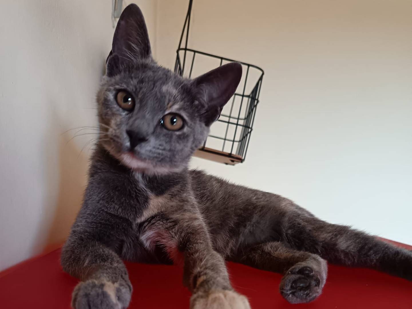 Adotta un gatto, taglia non valida, femmina, Verona