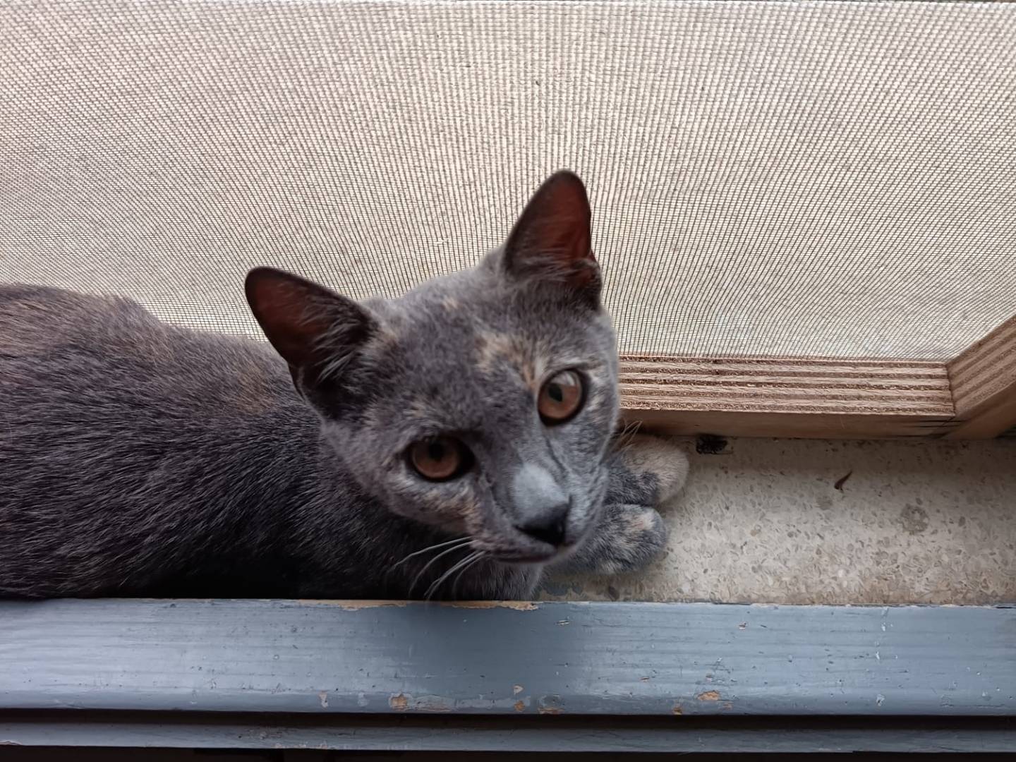 Vuoi adottare un gatto a Verona?