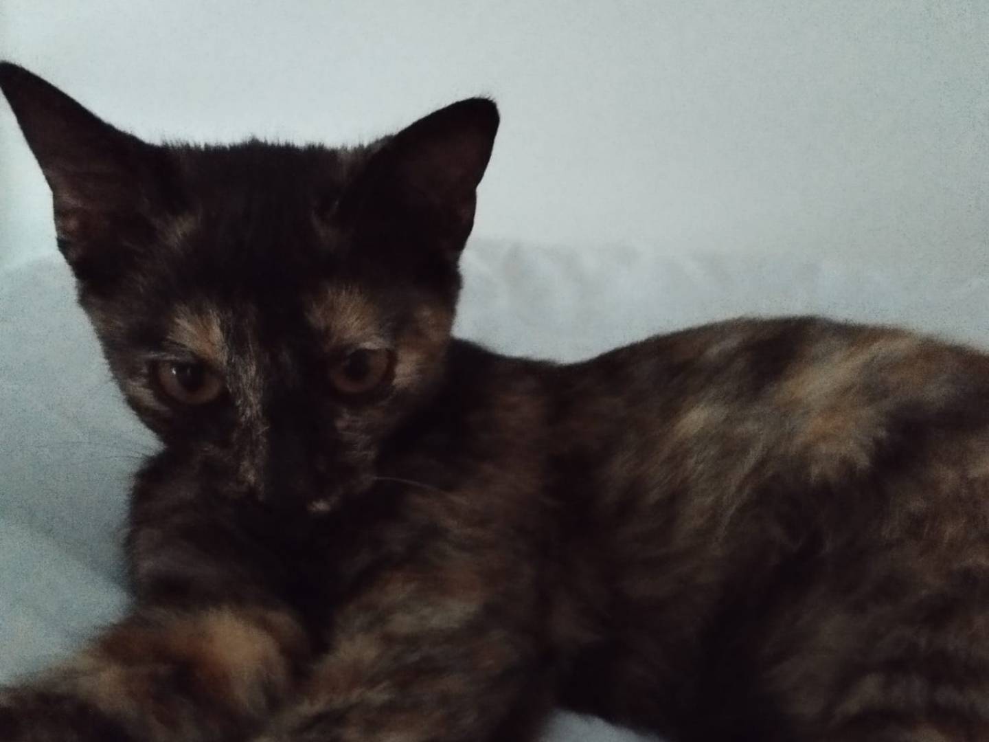 Adozione gatto, femmina, Razza sconosciuta Razza sconosciuta, 2 mesi, taglia non valida, Verona