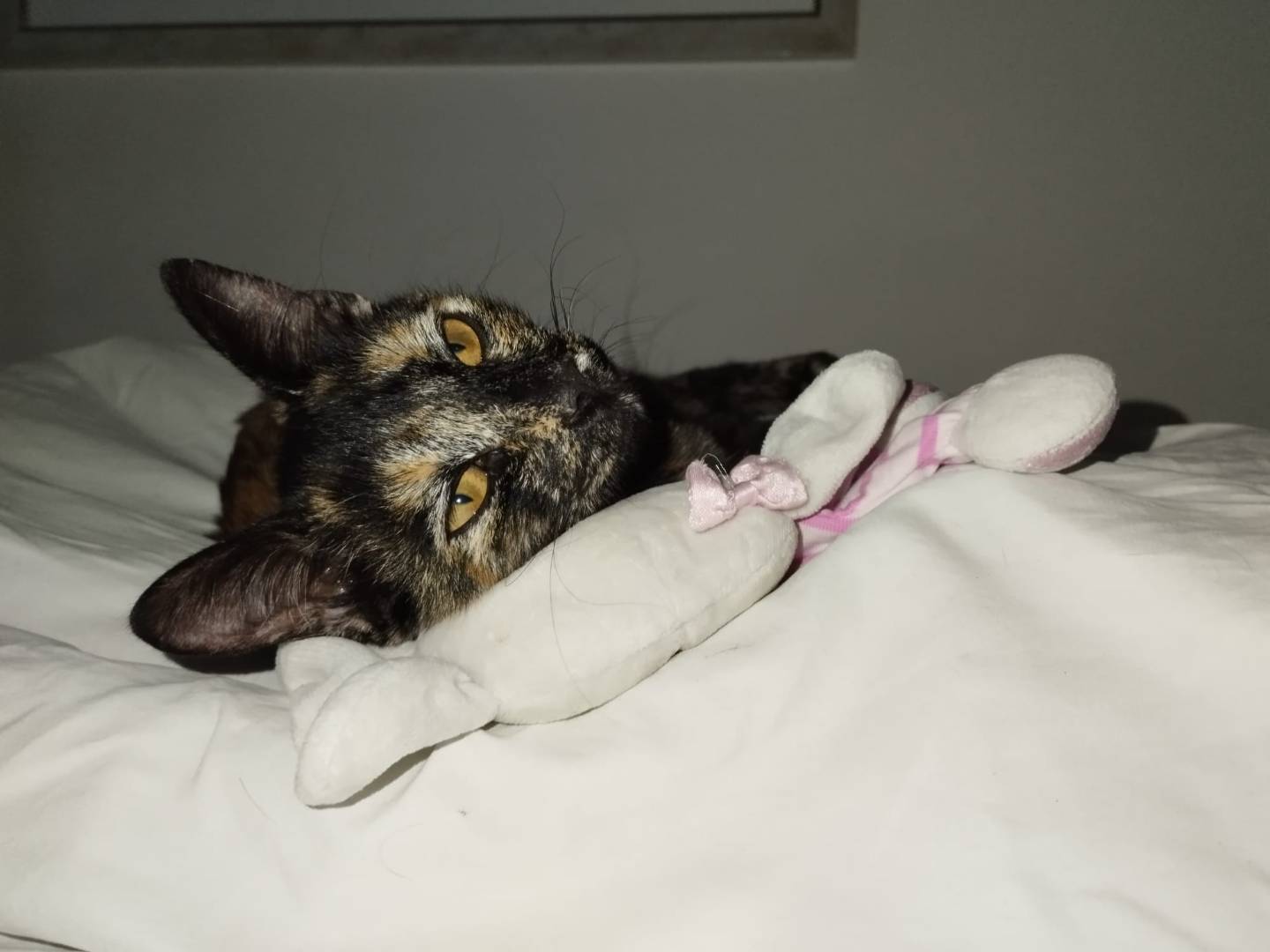 Adotta un gatto, femmina, 2 mesi, Verona