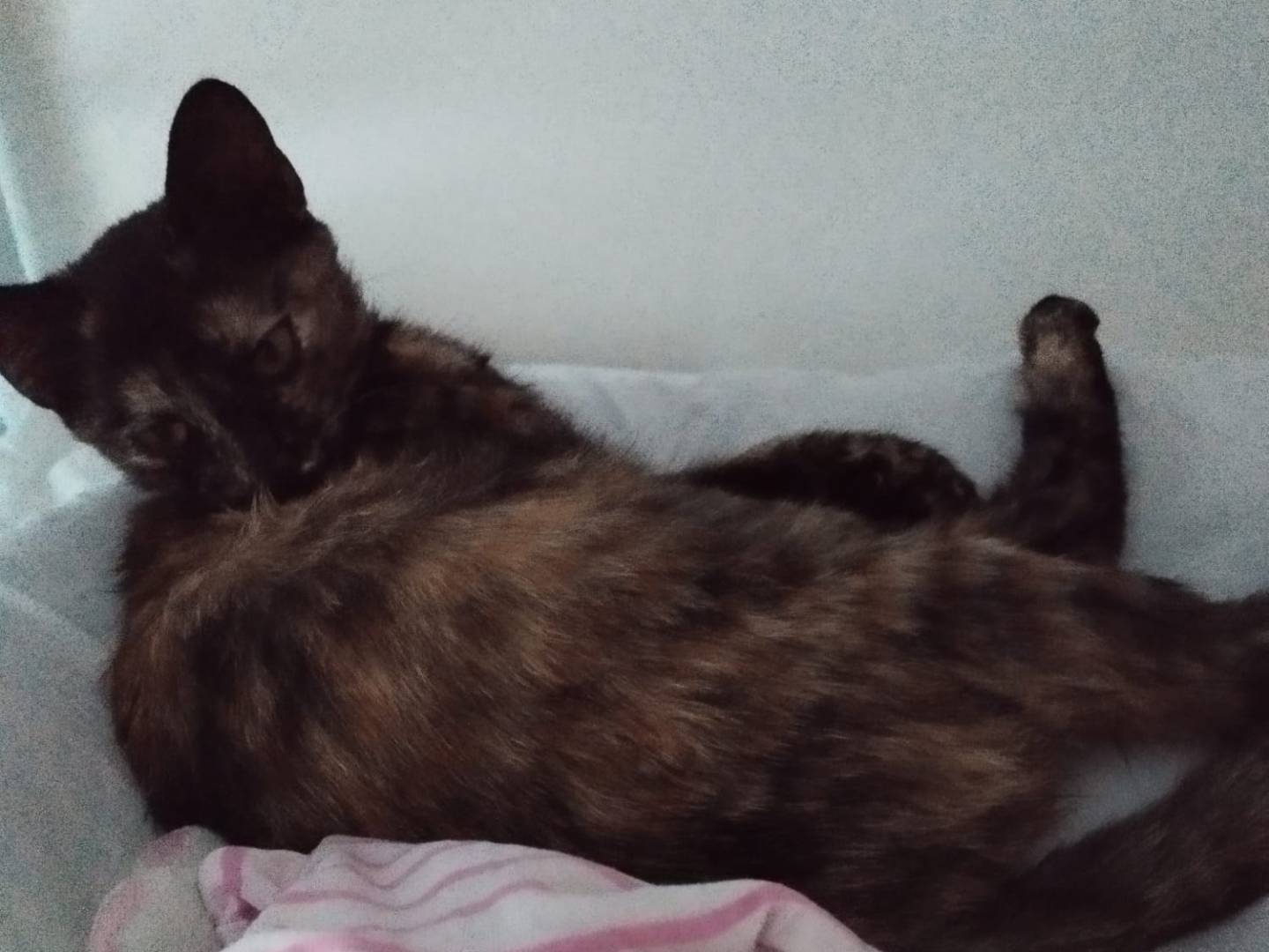 Adotta un gatto, taglia non valida, femmina, Verona
