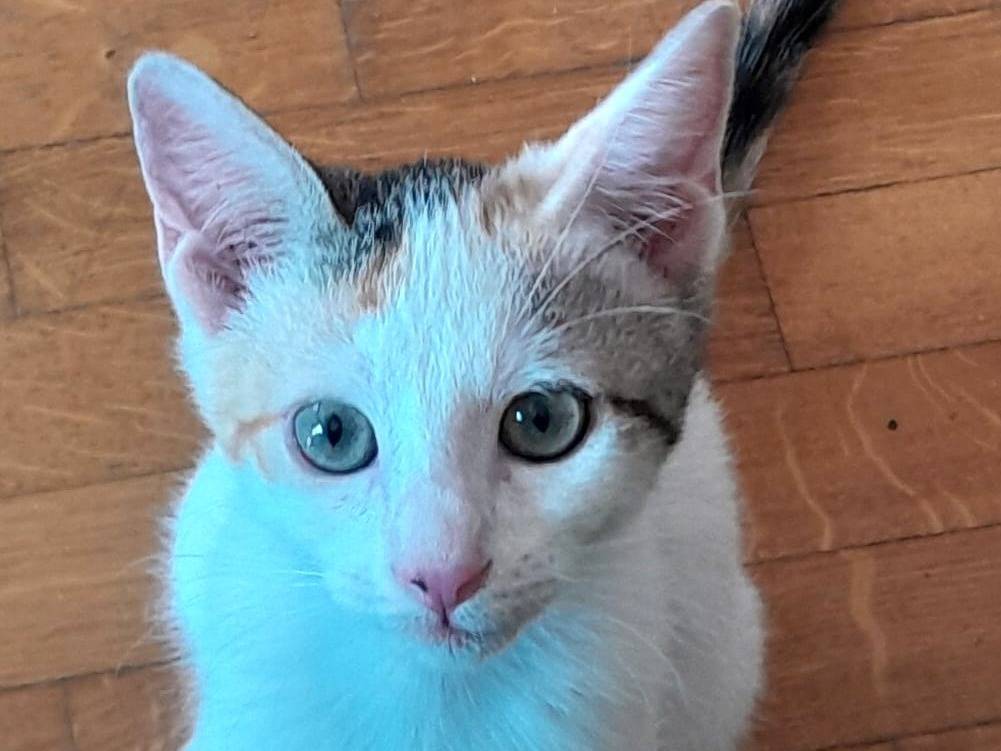 Adozione gatto, femmina, Razza sconosciuta Razza sconosciuta, 3 mesi, taglia non valida, Roma