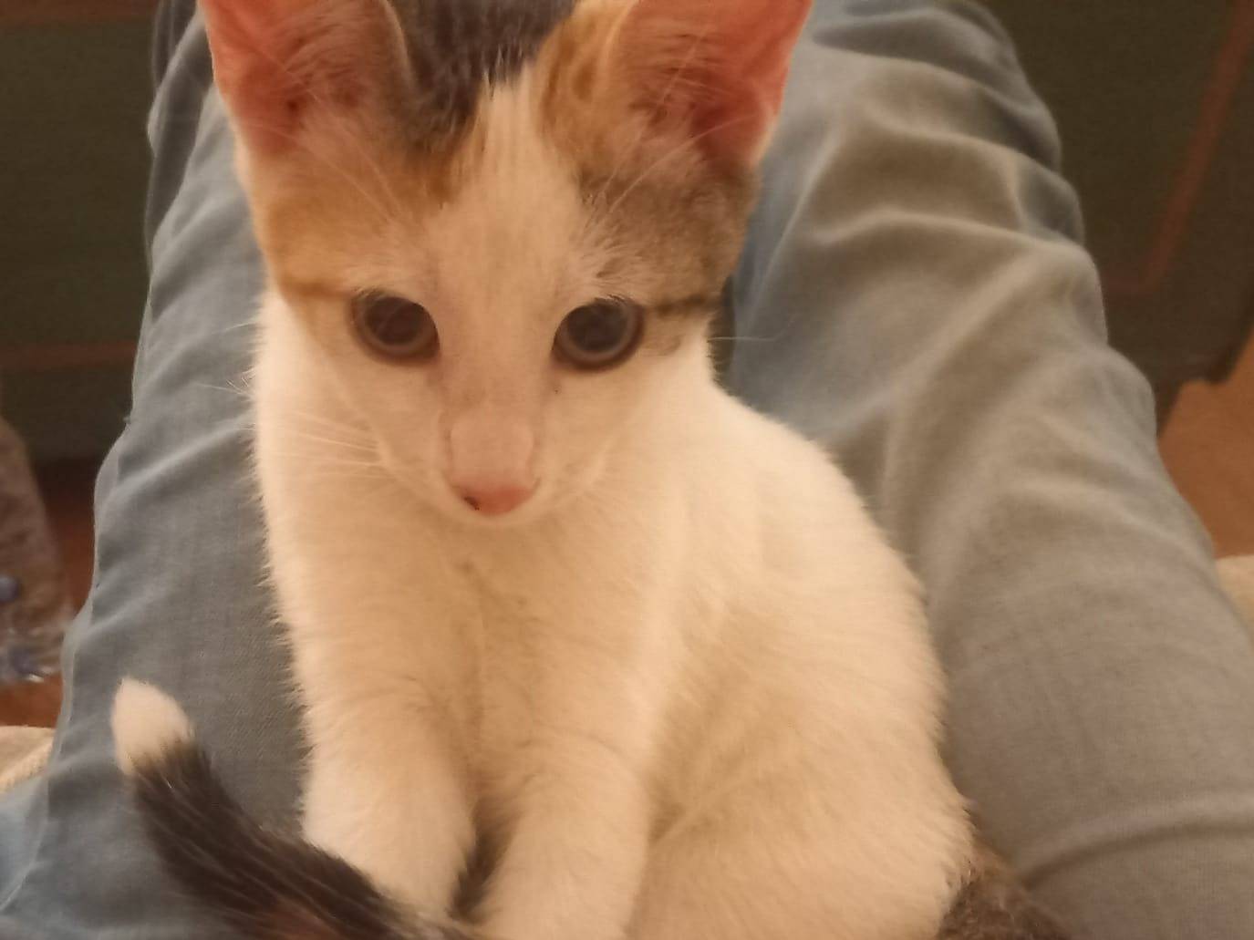 Adotta un gatto, femmina, 3 mesi, Roma