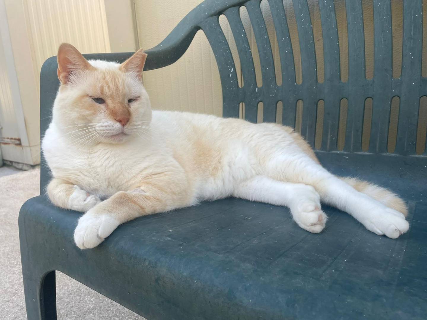 Adozione gatto, maschio, Razza sconosciuta Razza sconosciuta, 4 anni e 4 mesi, taglia non valida, Terni