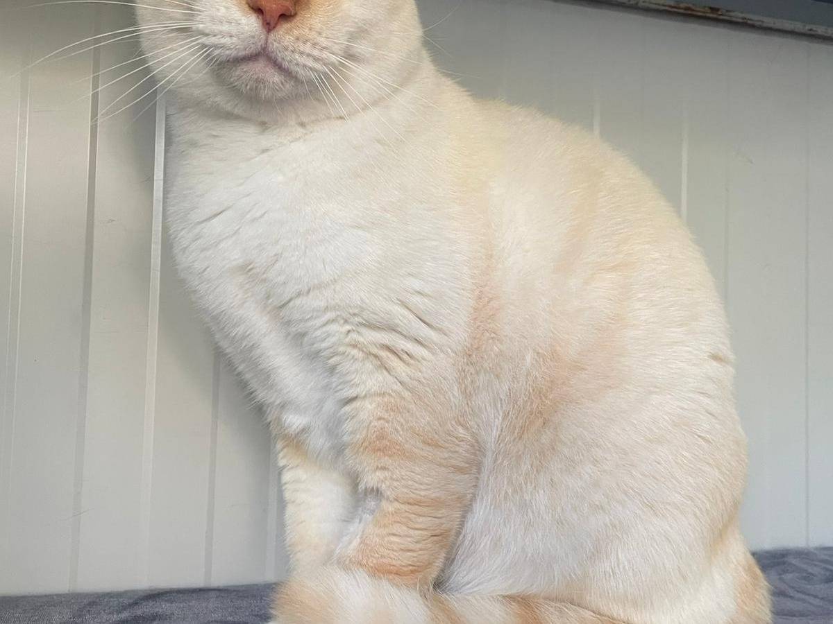 Adotta un gatto, maschio, 4 anni e 4 mesi, Terni