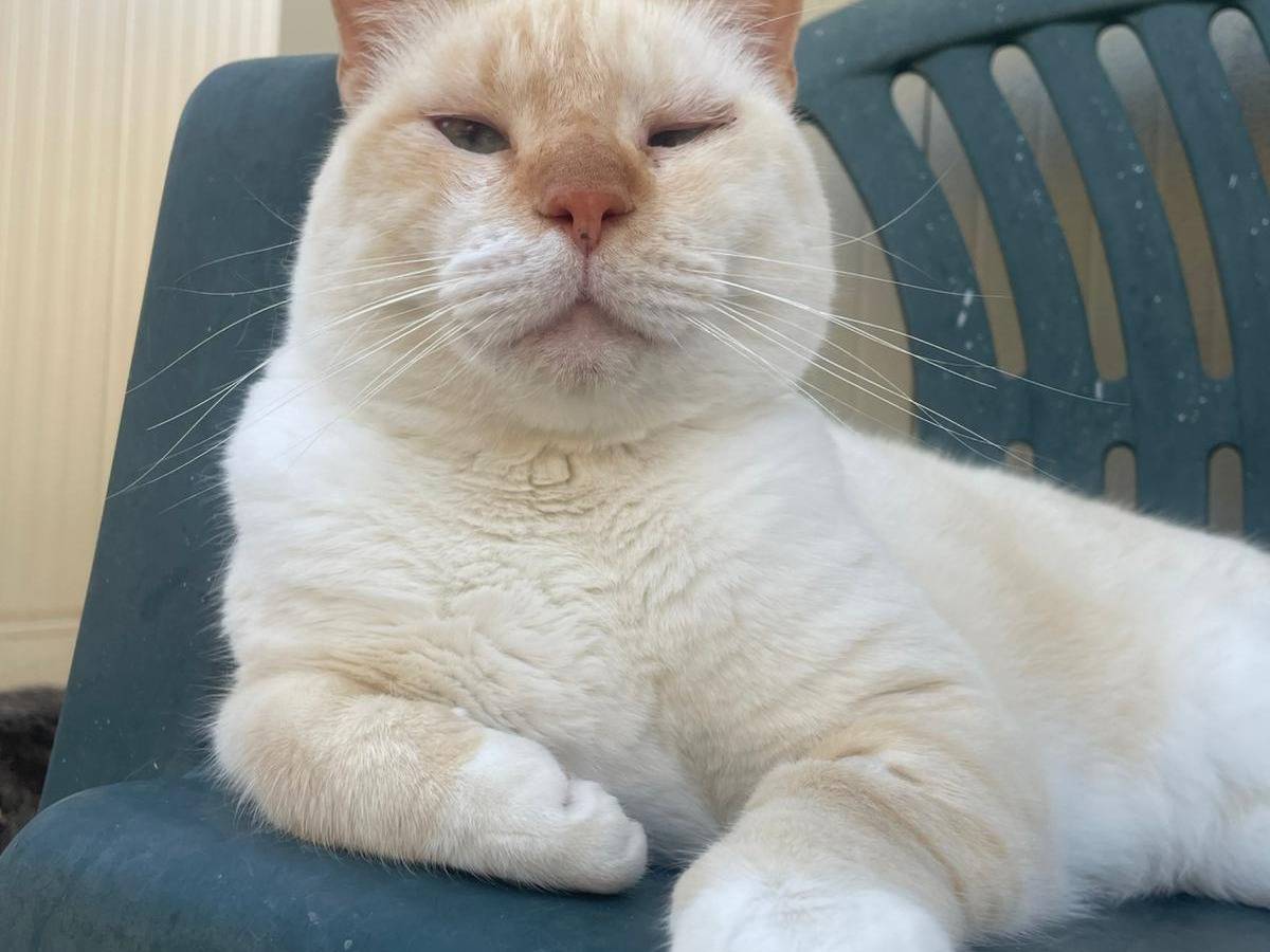 Adotta un gatto, taglia non valida, maschio, Terni