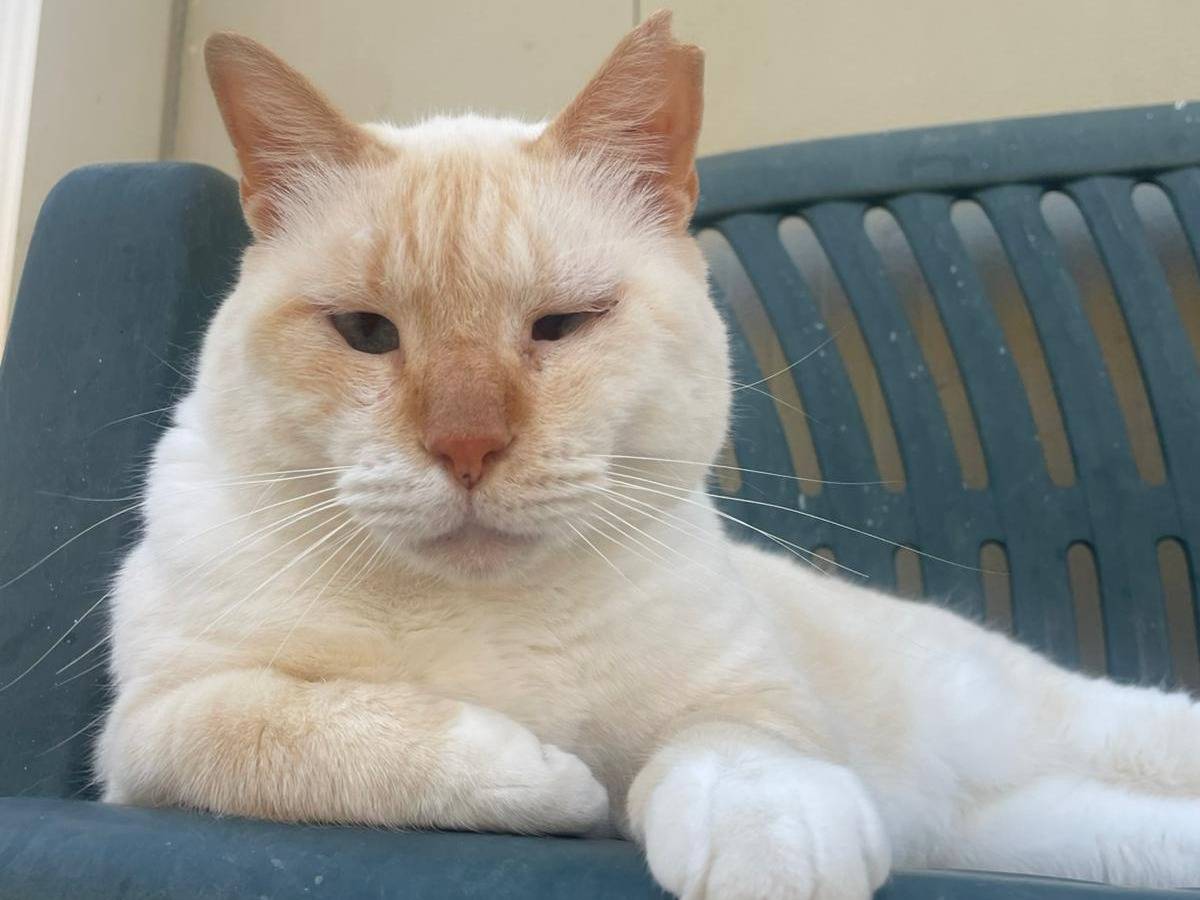 Adotta il gatto Fiocco a Terni