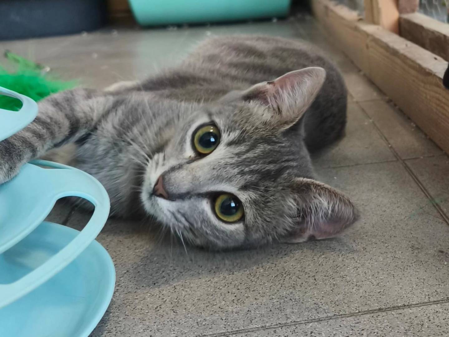 Adozione gatto, femmina, Razza sconosciuta Razza sconosciuta, 4 mesi, taglia non valida, Roma