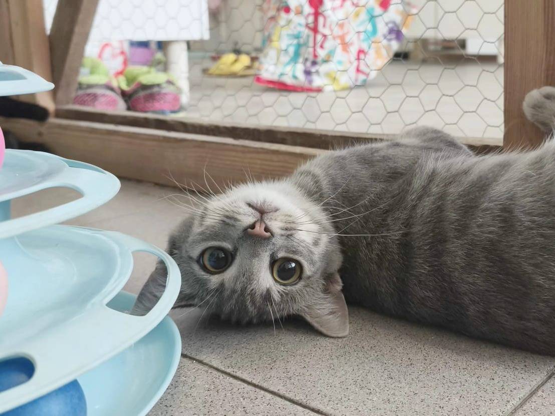 Adotta un gatto, taglia non valida, femmina, Roma