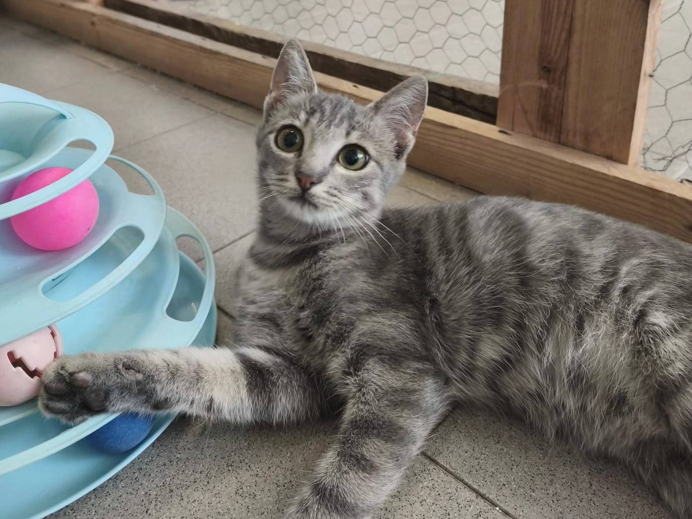 Vuoi adottare un gatto a Roma?