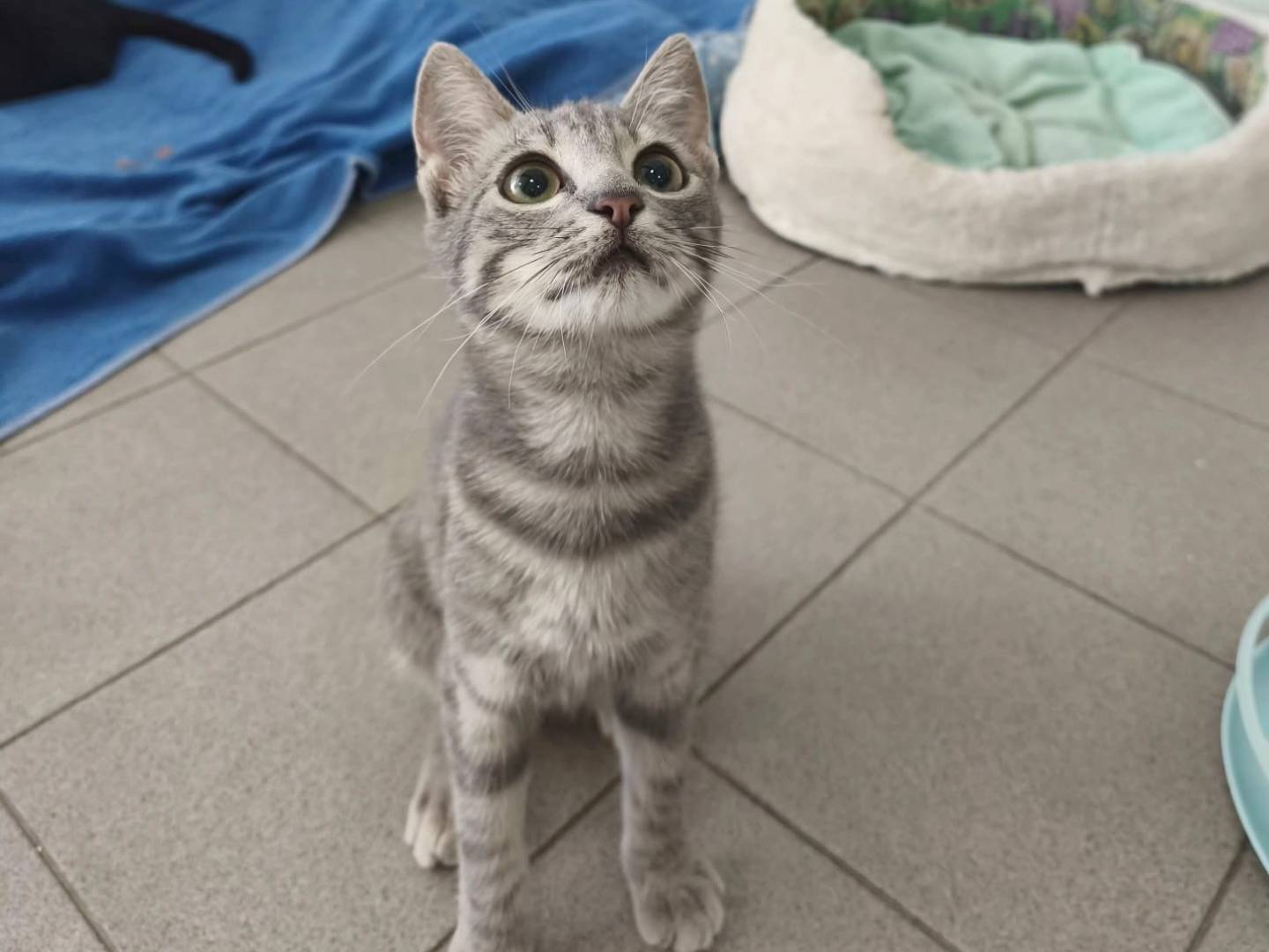 Adotta il gatto Tabby a Roma