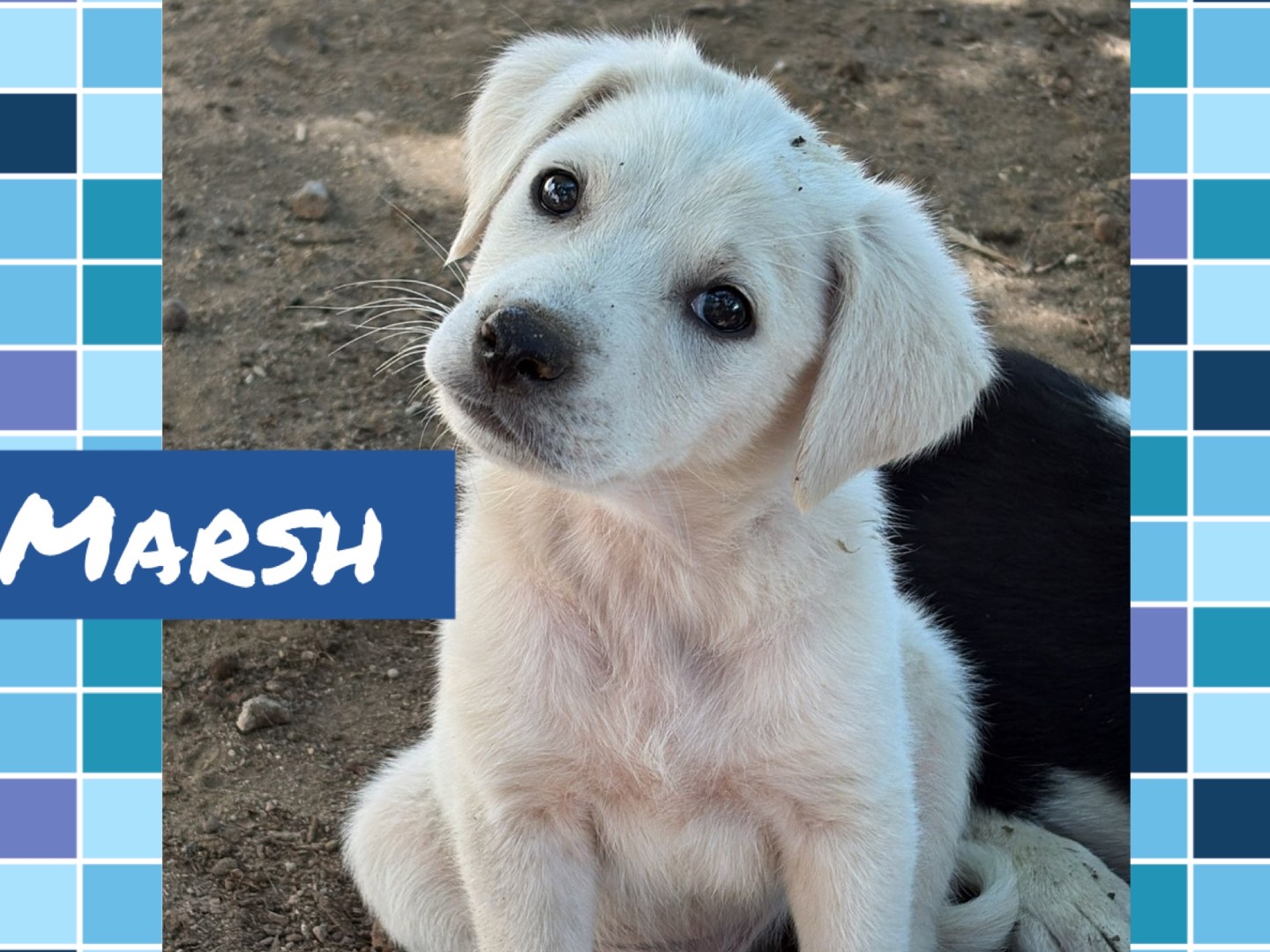 Adozione cane, maschio, Razza sconosciuta Razza sconosciuta, 3 mesi, taglia media, Catanzaro