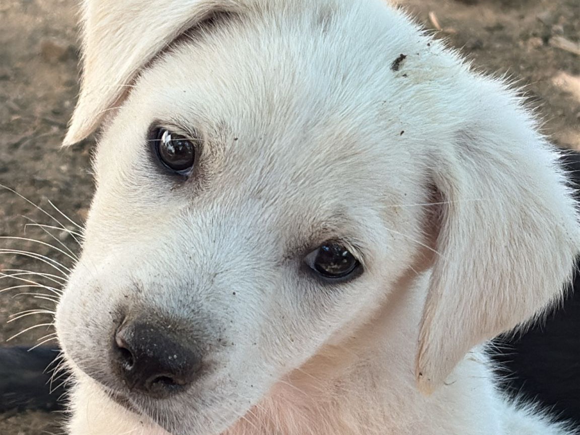 Adotta un cane, maschio, 3 mesi, Catanzaro