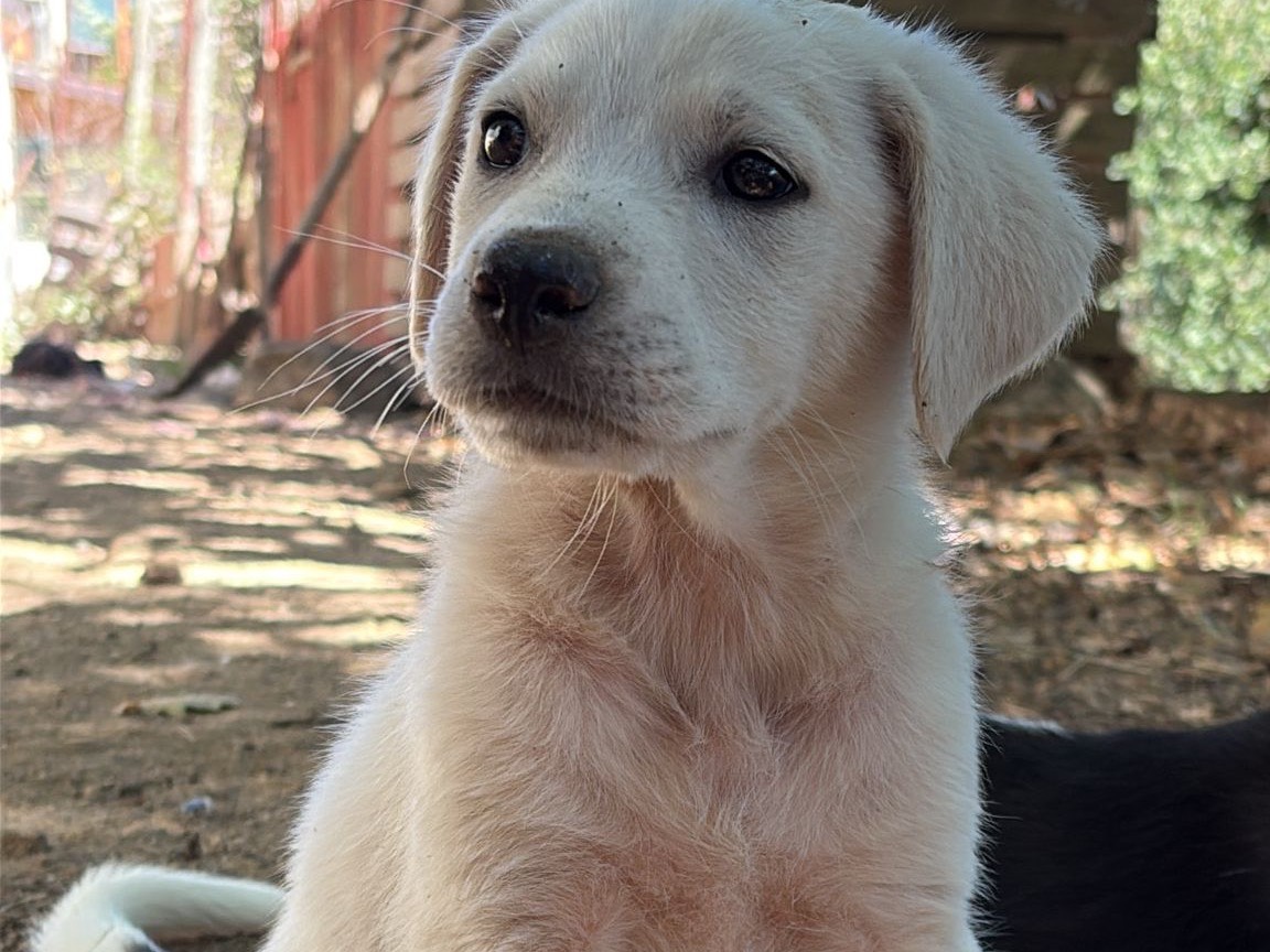 Adotta un cane, taglia media, maschio, Catanzaro