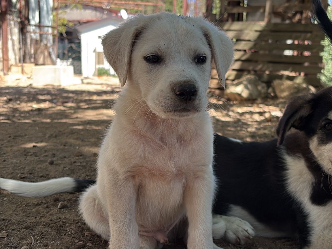 Vuoi adottare un cane a Catanzaro?