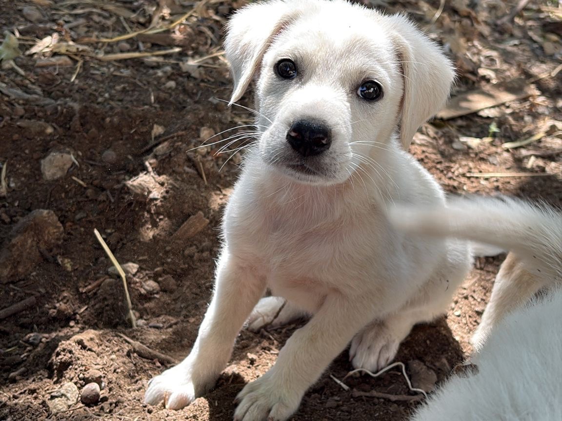 Adotta il cane Marsh a Catanzaro