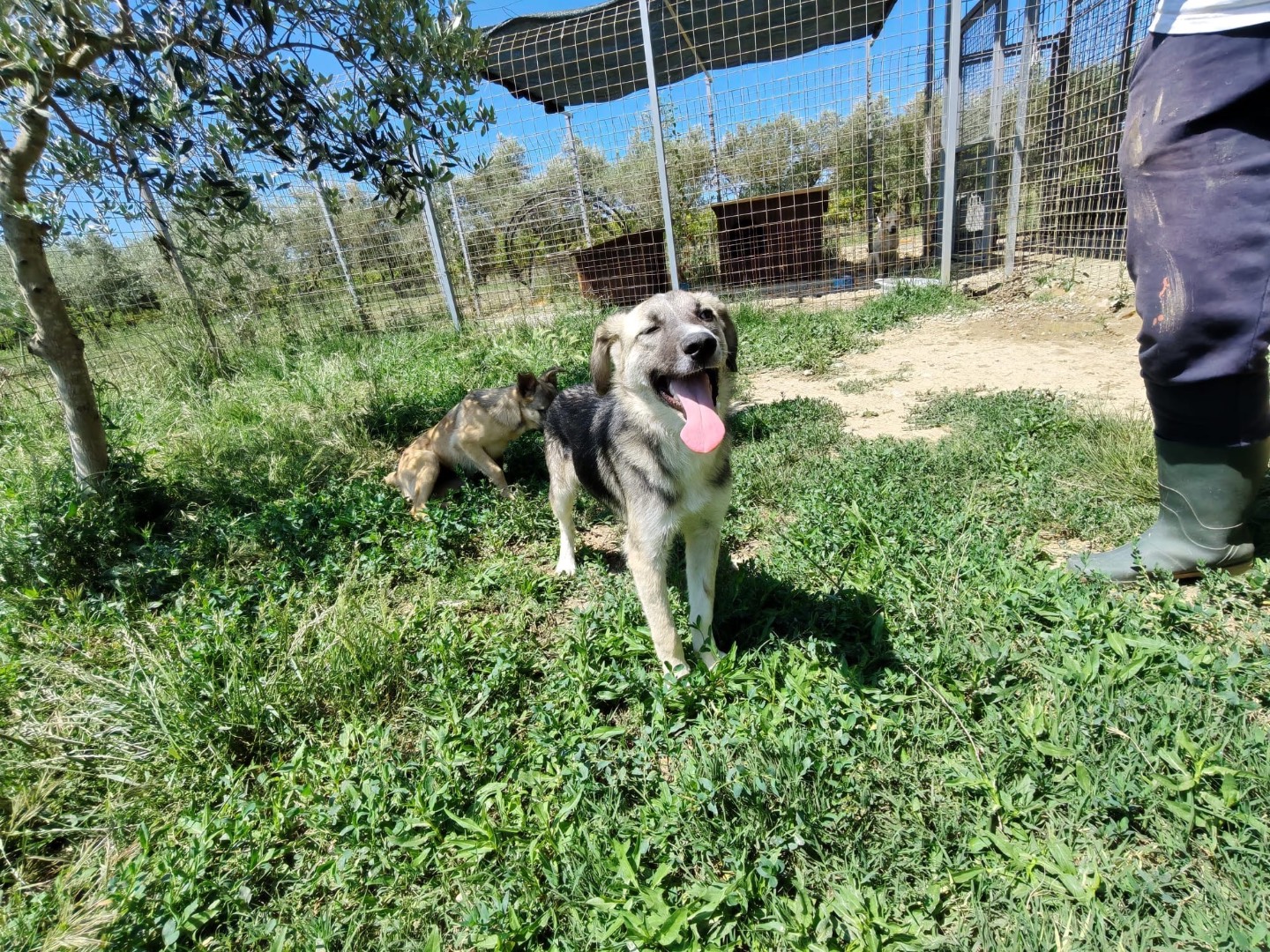 Adozione cane, maschio, Razza sconosciuta Razza sconosciuta, 9 mesi, taglia media contenuta, Cosenza
