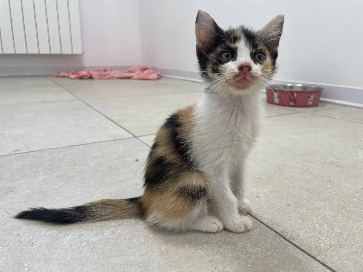 Vuoi adottare un gatto a Terni?